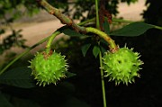 IMG_0656