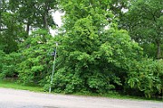 IMG_0657