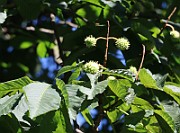 IMG_5802