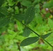 IMG_2891