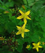 IMG_3018