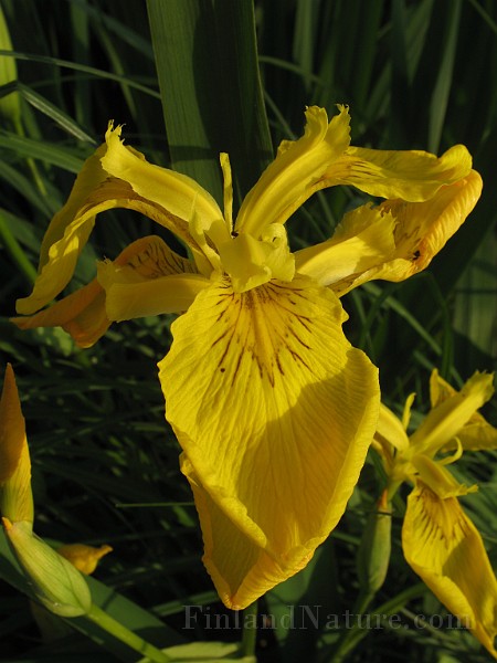 Iris_pseudacorus2.jpg