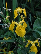 IMG_3705