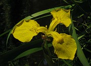 IMG_3716