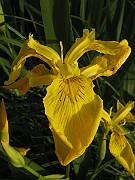 Iris_pseudacorus2