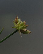 IMG_2758