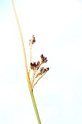 IMG_0545