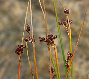 IMG_0549