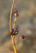 IMG_0550