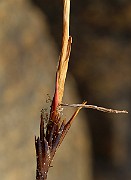 IMG_0556