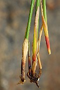 IMG_0558