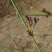 IMG_0928