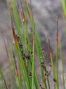 IMG_6790