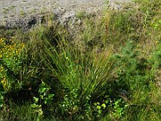 IMG_6421