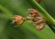 IMG_6451