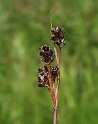 IMG_0083
