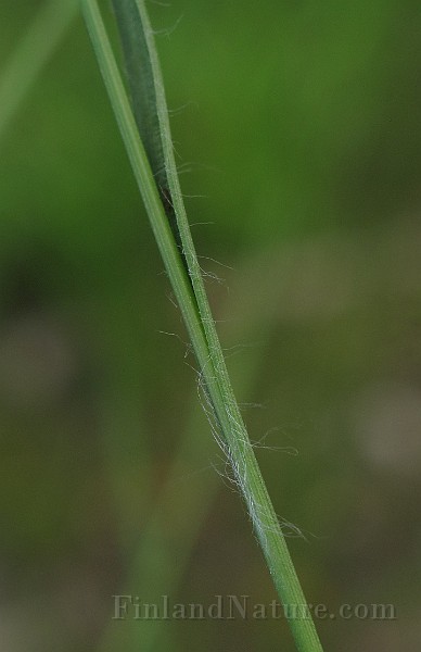 IMG_9363.JPG