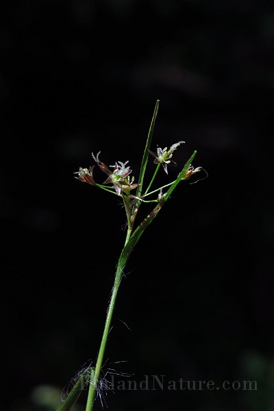 IMG_2487.JPG