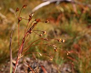 IMG_6277