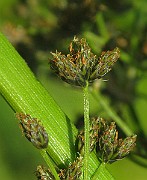 IMG_3754