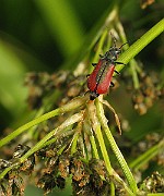 IMG_6424