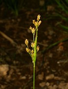 Luzula pallescens