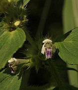 IMG_0961