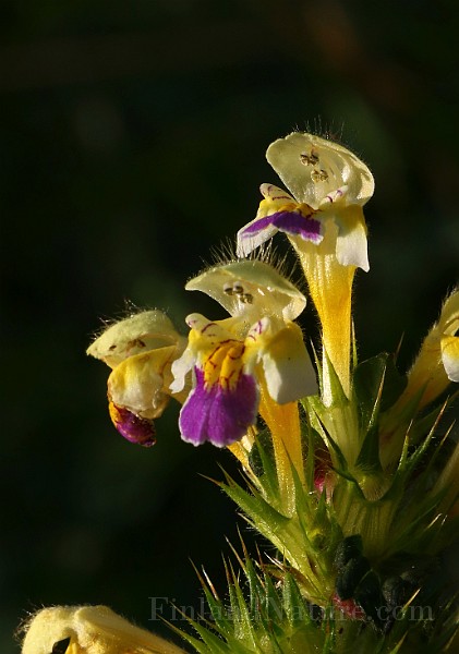 IMG_5876.JPG