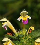 IMG_5872