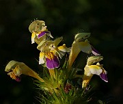 IMG_5881