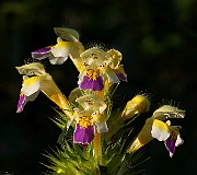 IMG_5886