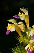 IMG_5888
