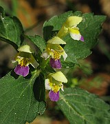 IMG_7935