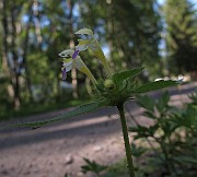 IMG_8872