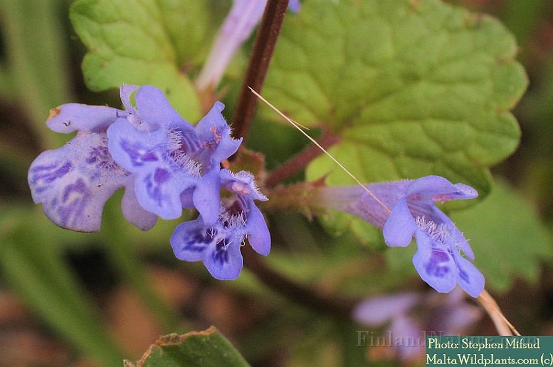 Glechoma_hederacea1.jpg
