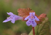 Glechoma_hederaceae2