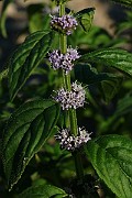 IMG_6059