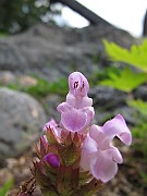 IMG_8311