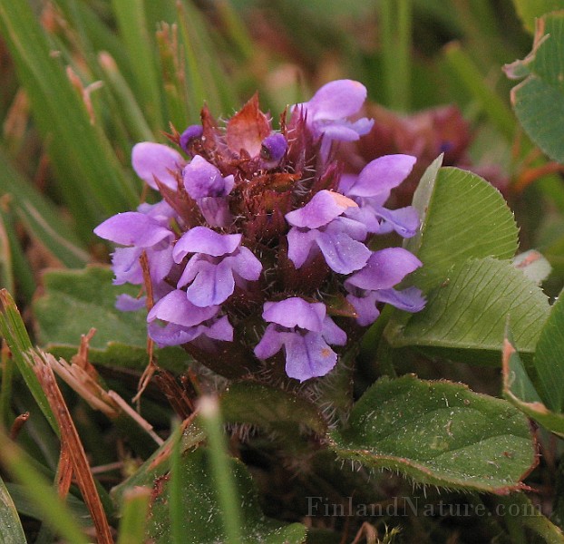 Prunella_vulgaris1.jpg