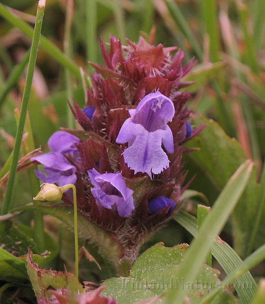 Prunella_vulgaris2.jpg