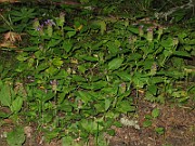 IMG_3235