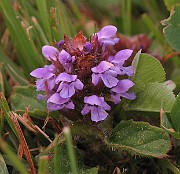 Prunella_vulgaris1