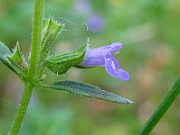 IMG_3375