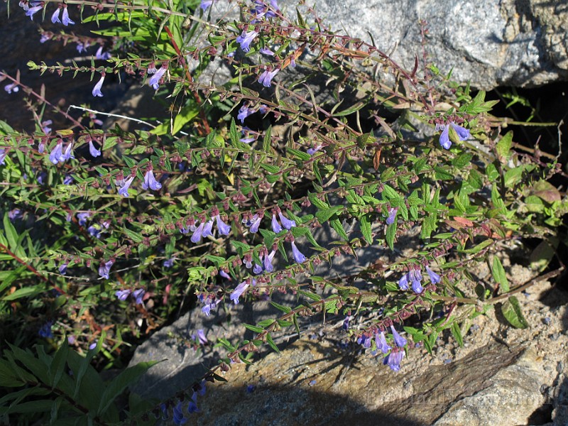 IMG_8762.JPG
