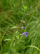 IMG_5867