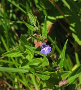IMG_7523