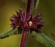 IMG_6502