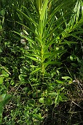 IMG_0077