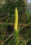 IMG_4361