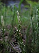 IMG_8467